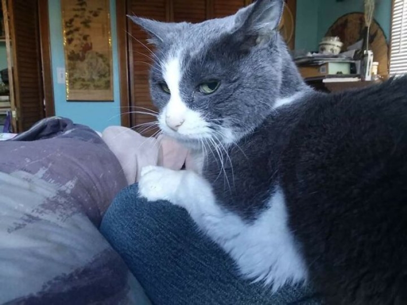 Now will Kus! 15 funny photos grumpy cat