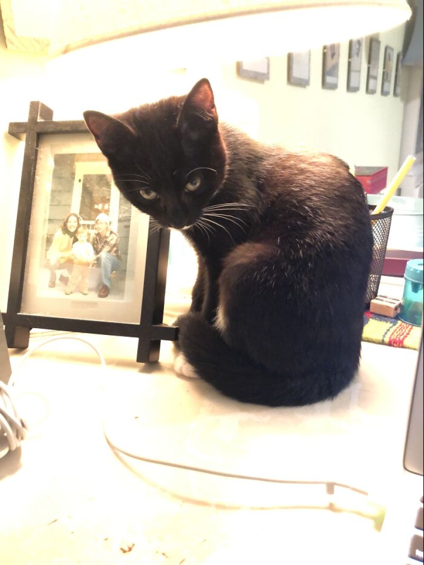 Now will Kus! 15 funny photos grumpy cat