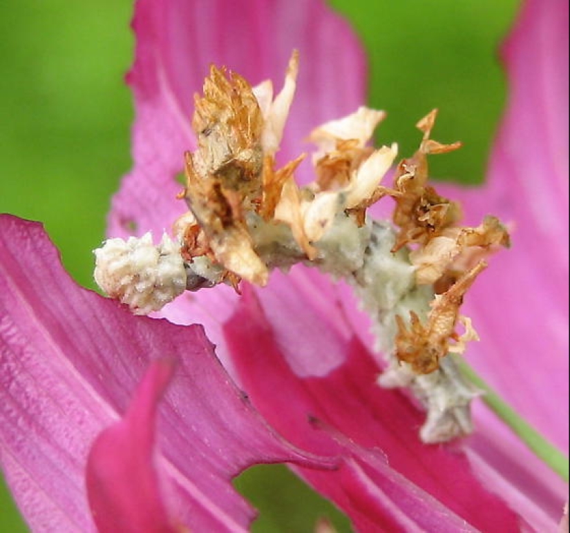 Of mimicry: a Caterpillar-flower