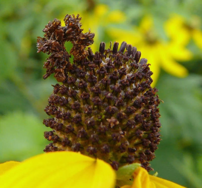 Of mimicry: a Caterpillar-flower