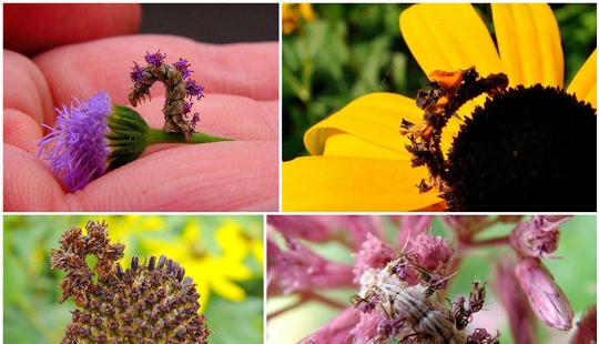 Of mimicry: a Caterpillar-flower