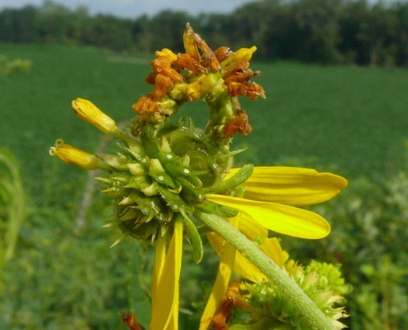 Of mimicry: a Caterpillar-flower