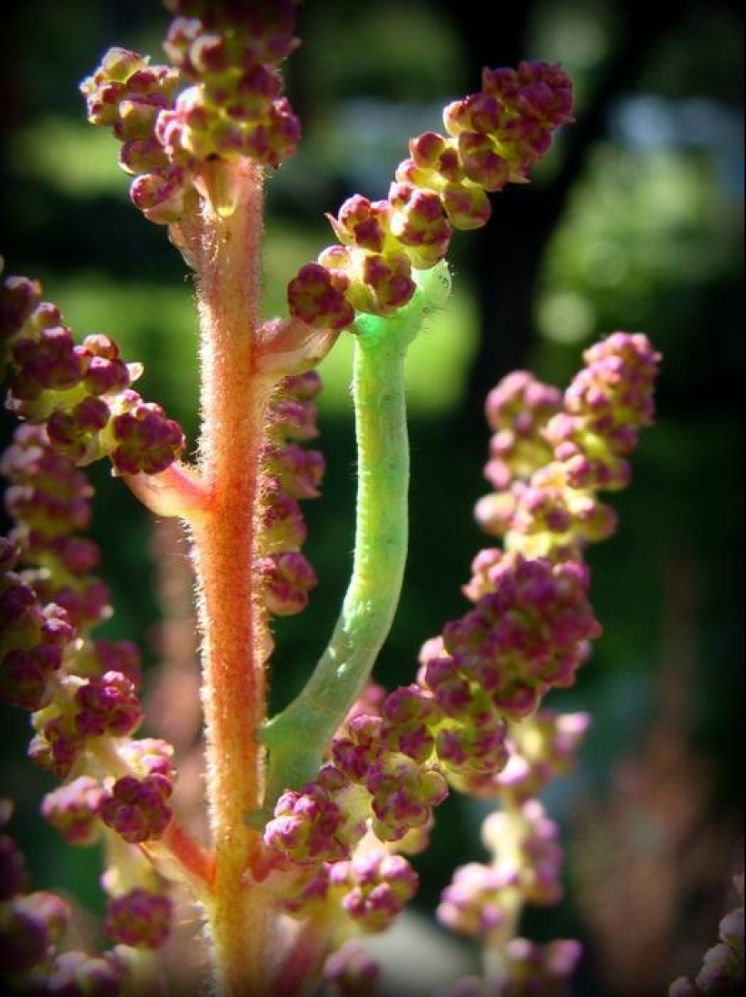 Of mimicry: a Caterpillar-flower