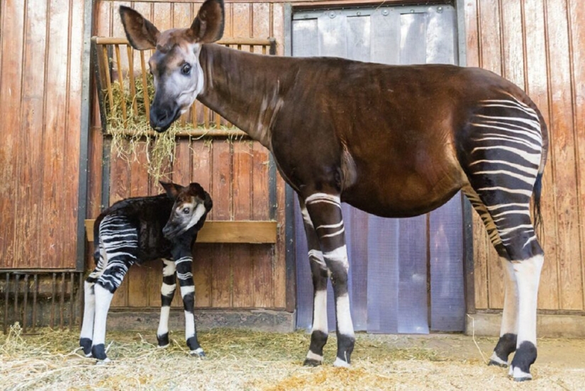 Okapi: an animal that even in the 20th century scientists considered a myth Okapi: an animal that even in the 20th century scientists considered a myth