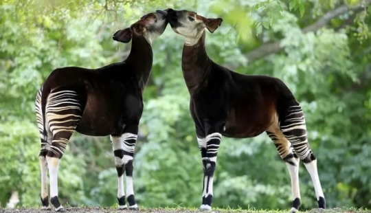 Okapi: an animal that even in the 20th century scientists considered a myth