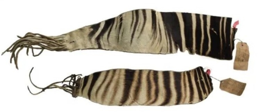 Okapi: an animal that even in the 20th century scientists considered a myth Okapi: an animal that even in the 20th century scientists considered a myth