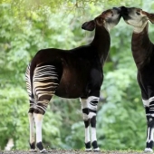 Okapi: un animal que incluso en el siglo XX los científicos consideraban un mito