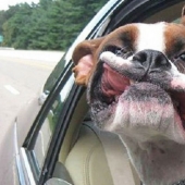 Only the wind, only happiness ahead: 29 dogs that face has the wind