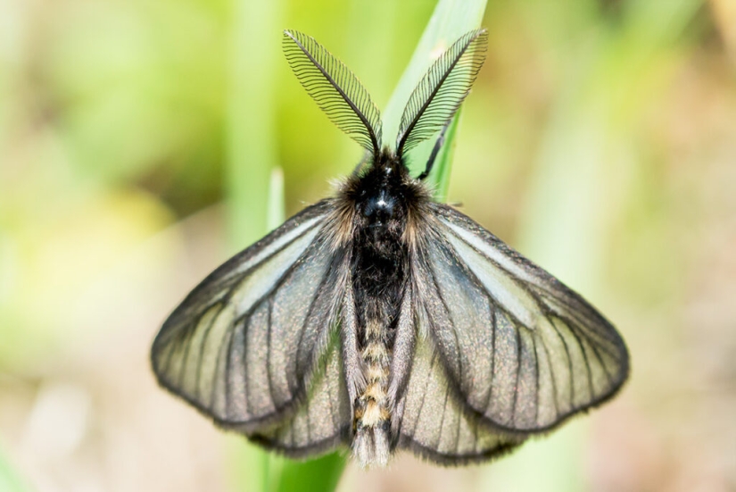 Oruga del gusano de bolsa: un pequeño milagro en un estuche