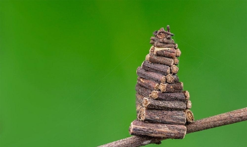 Oruga del gusano de bolsa: un pequeño milagro en un estuche