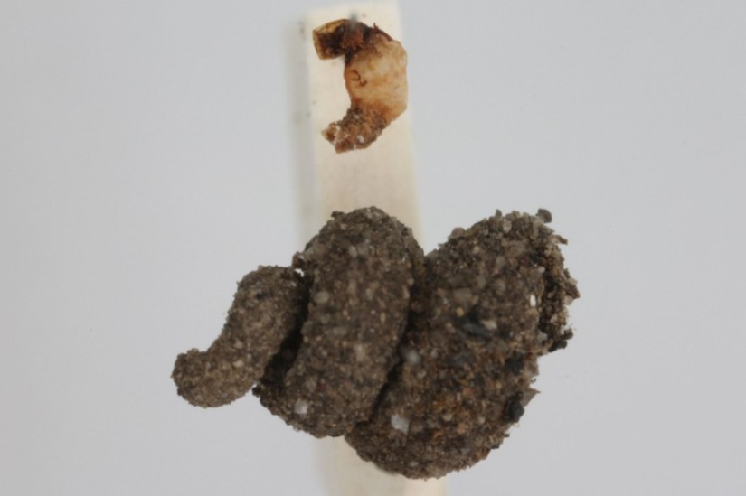 Oruga del gusano de bolsa: un pequeño milagro en un estuche