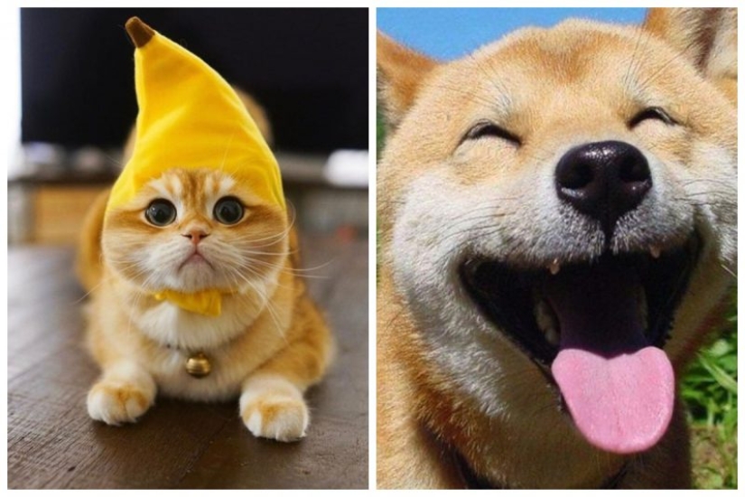 Otra porción de mimetismo que levantará tu estado de ánimo