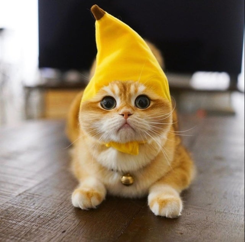 Otra porción de mimetismo que levantará tu estado de ánimo