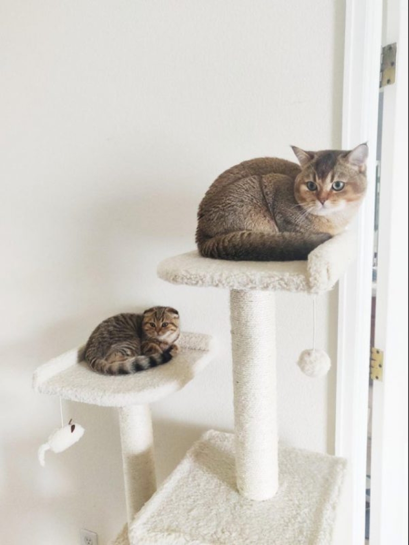 Otra porción de mimetismo que levantará tu estado de ánimo