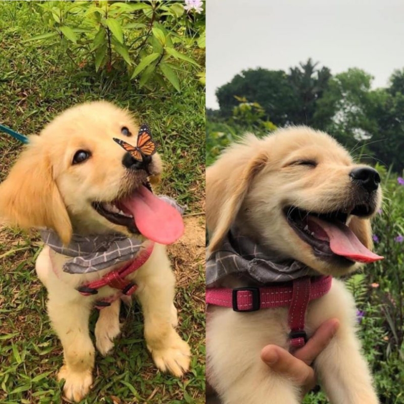 Otra porción de mimetismo que levantará tu estado de ánimo