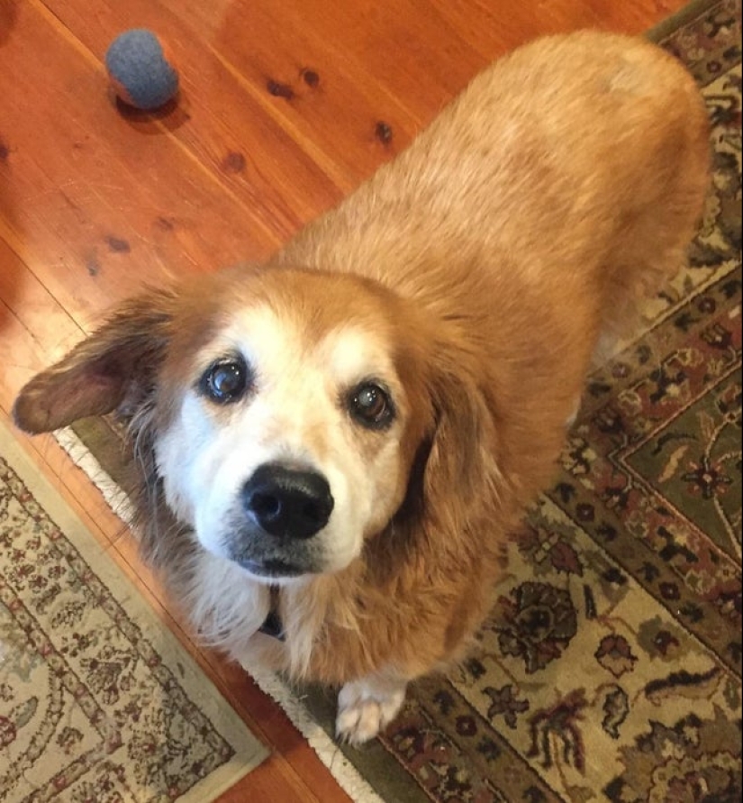 Otra porción de mimetismo que levantará tu estado de ánimo