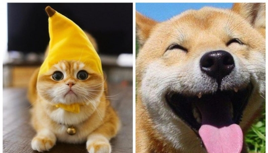 Otra porción de mimetismo que levantará tu estado de ánimo