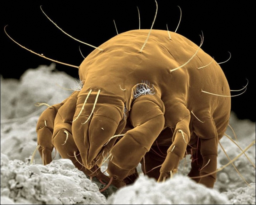 Parasites that live in and near your bed Parasites that live in and near your bed