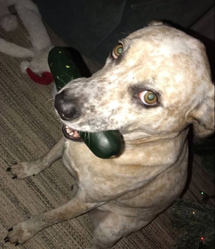 Parece que estos animales están locos Parece que estos animales están locos