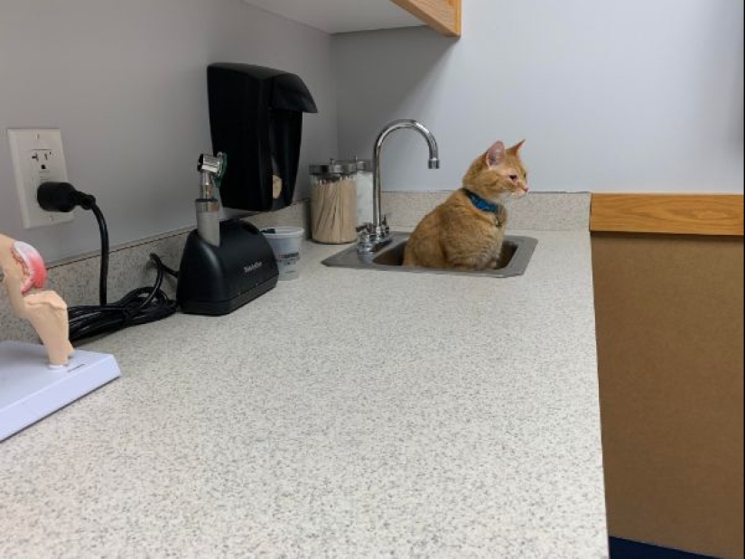 Parece que estos animales están locos Parece que estos animales están locos