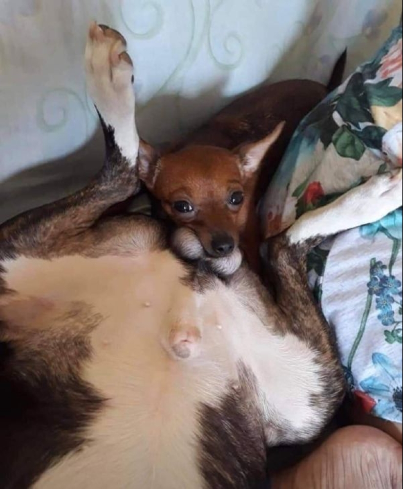 Parece que estos animales están locos Parece que estos animales están locos