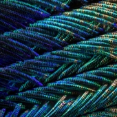 Peacock feathers under the microscope