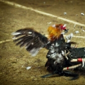 Peleas de gallos en Filipinas