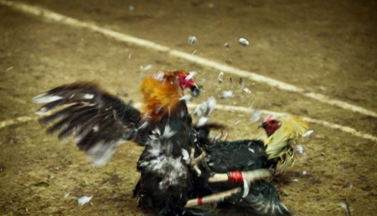 Peleas de gallos en Filipinas