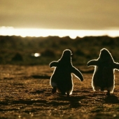 Penguins are swallows that ate after six