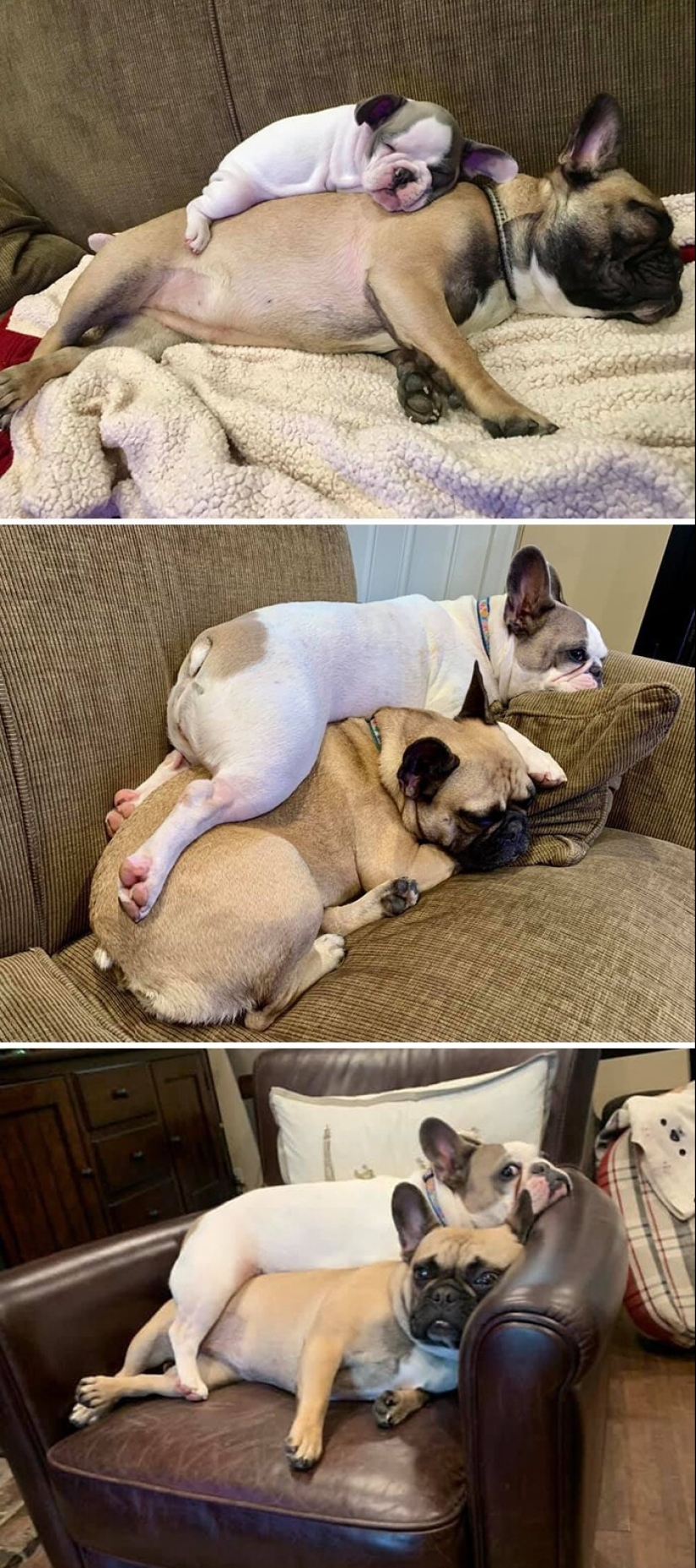 People show how their pets have changed since the first meeting People show how their pets have changed since the first meeting