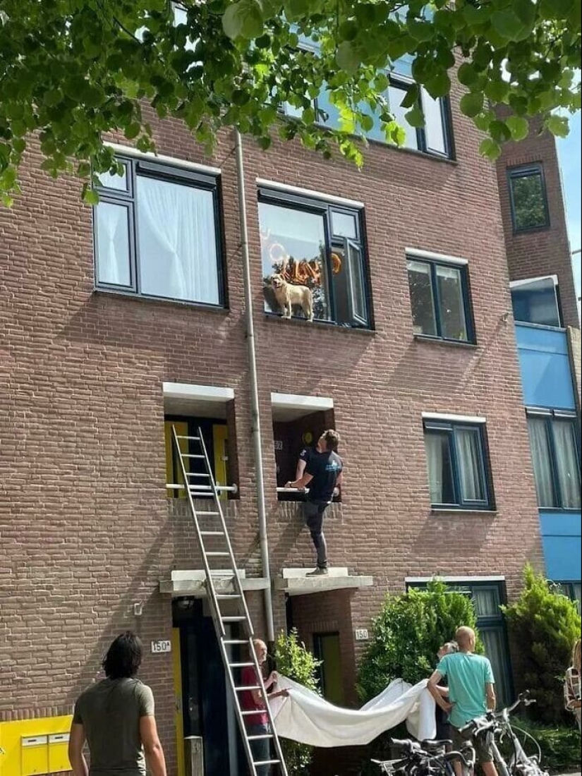 ¿Perro o gato? O tal vez Cotopes? 30 fotos divertidas de perros que se comportan como gatos