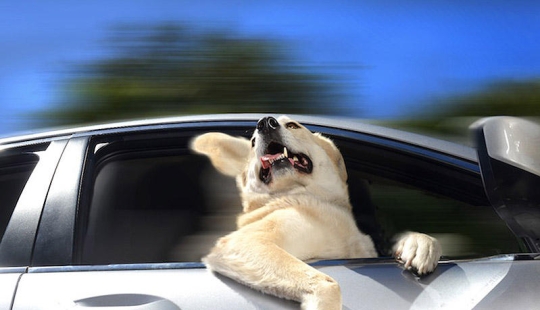 Perros en los coches