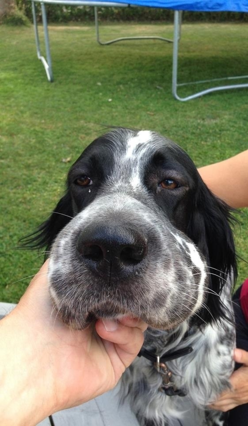Perros que se comieron una abeja y lo lamentan mucho Perros que se comieron una abeja y lo lamentan mucho