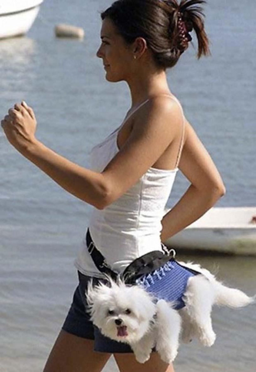 Perros que simplemente no pueden… Perros que simplemente no pueden…