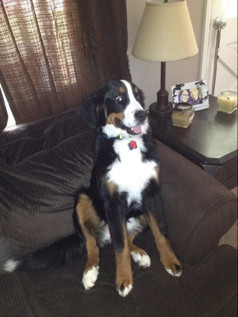 Perros que simplemente no pueden… Perros que simplemente no pueden…