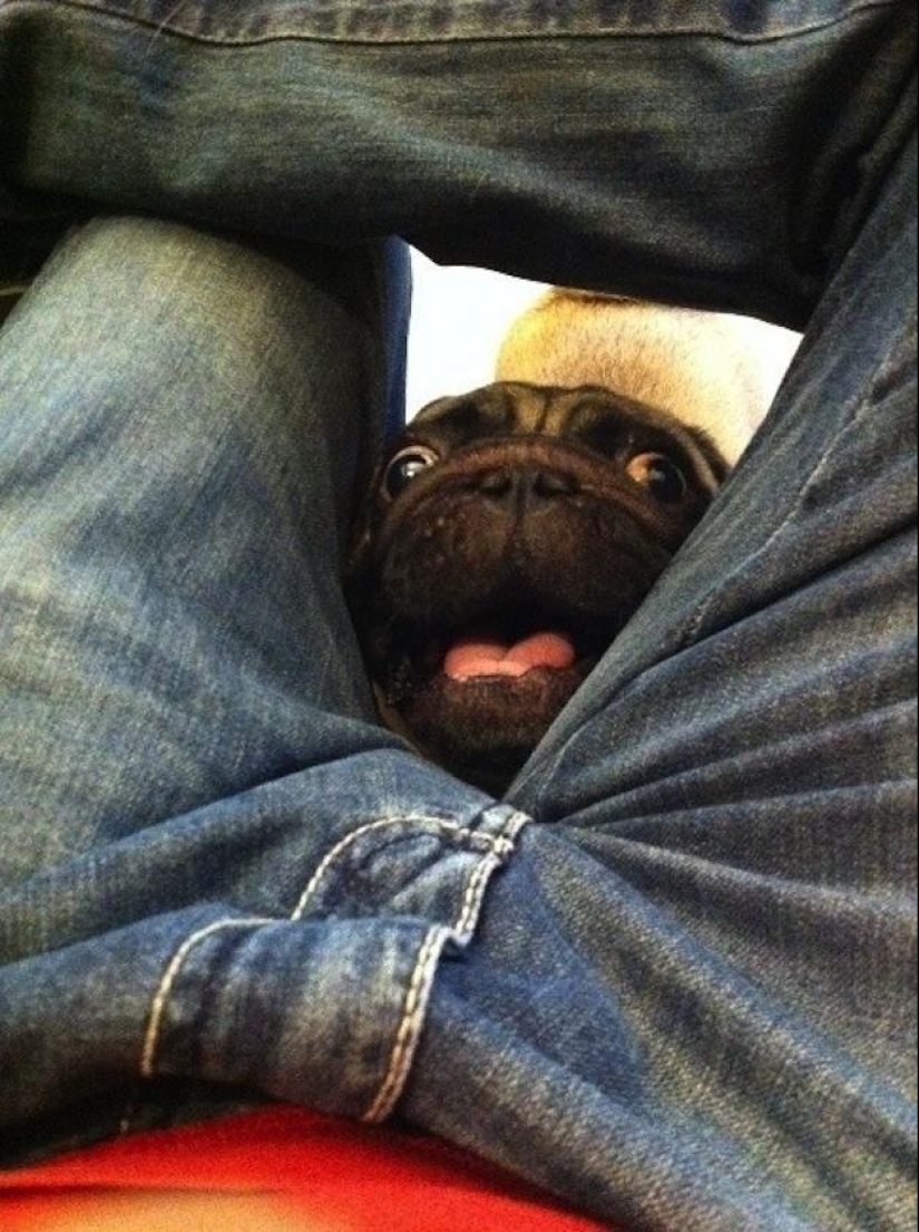 Perros que simplemente no pueden… Perros que simplemente no pueden…