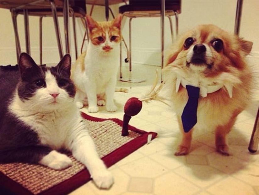 Perros que simplemente no pueden… Perros que simplemente no pueden…