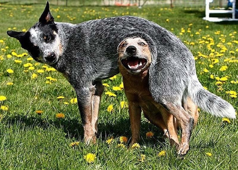 Perros que simplemente no pueden… Perros que simplemente no pueden…