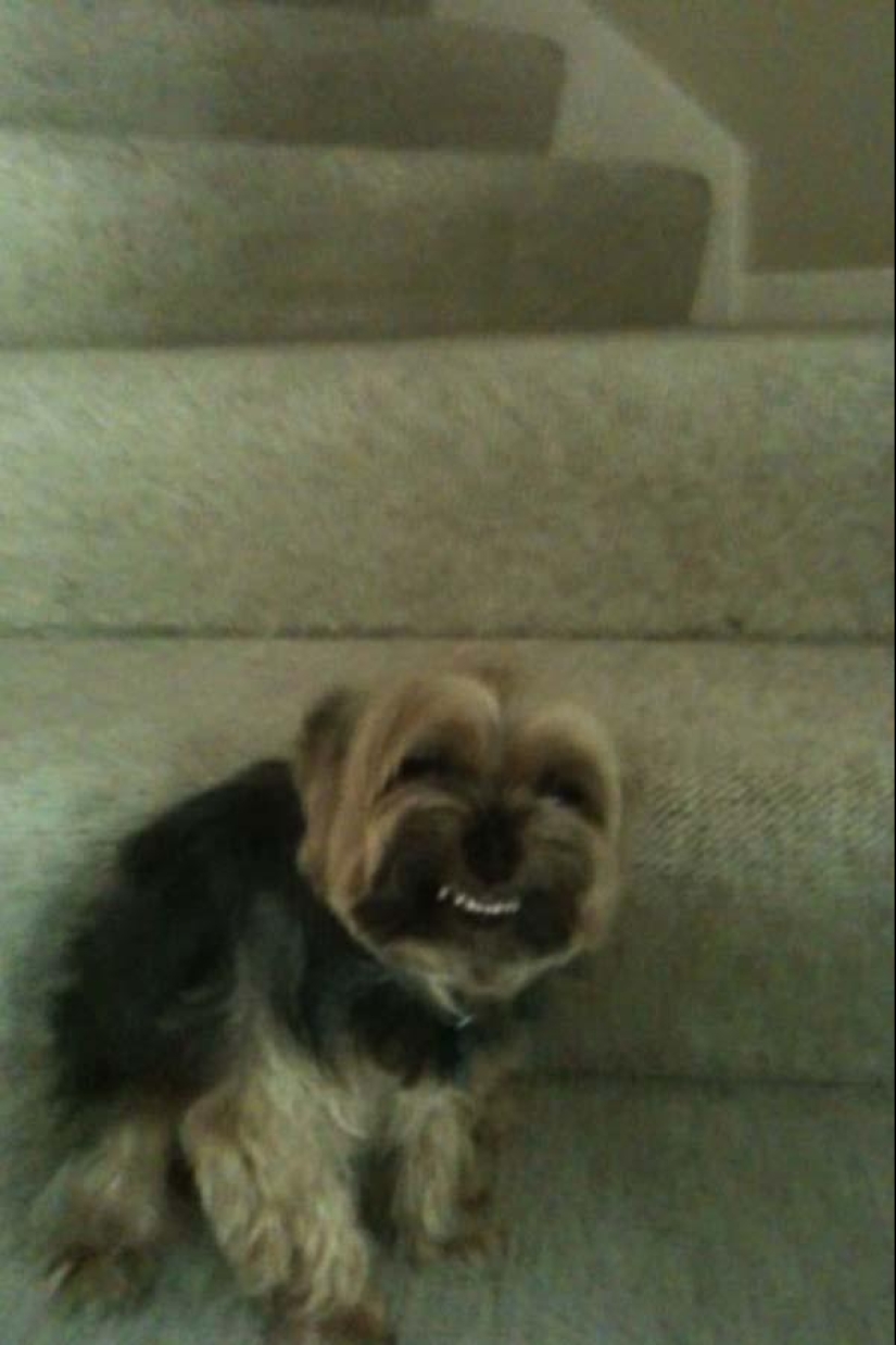 Perros que simplemente no pueden… Perros que simplemente no pueden…