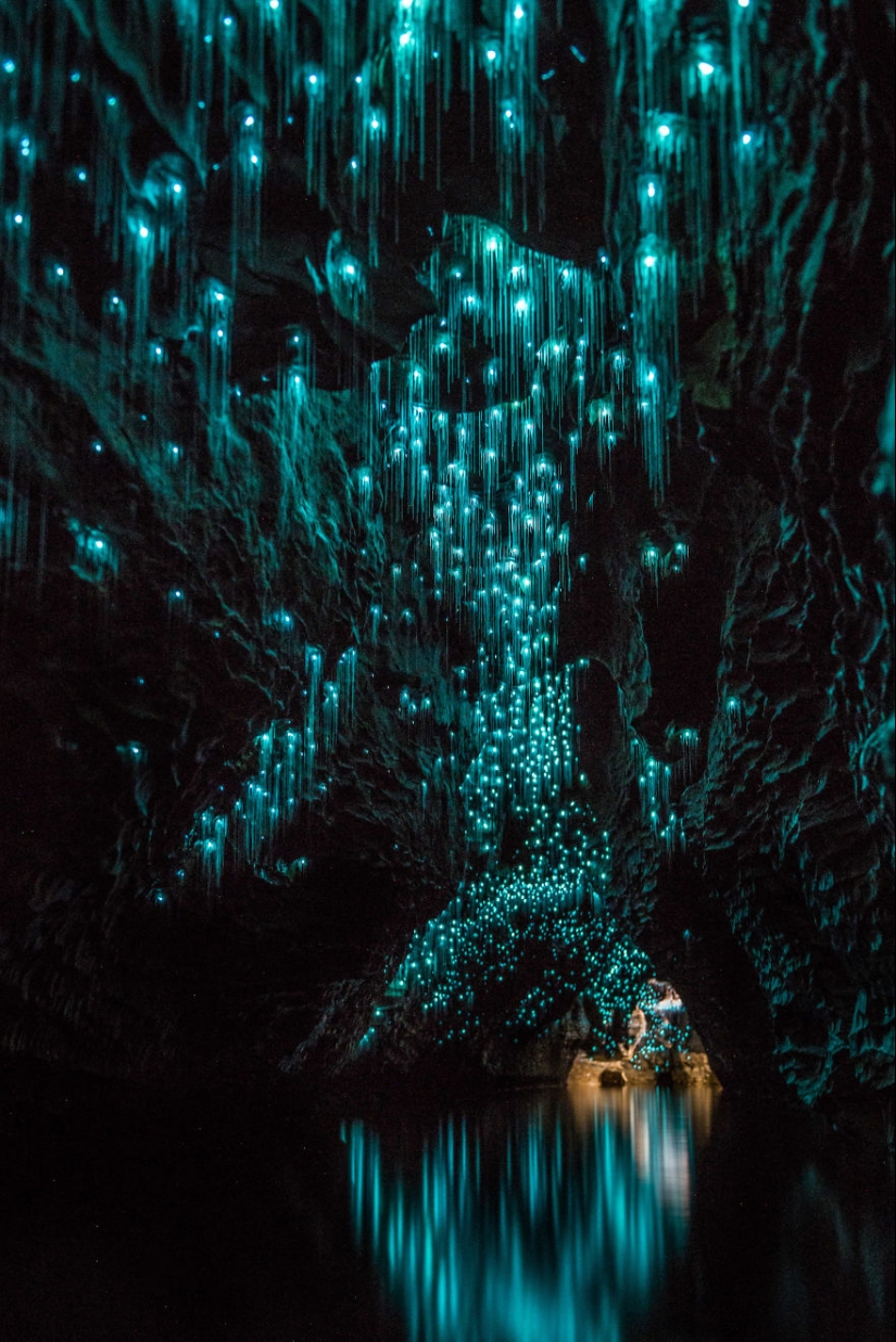 Photographer took a starry sky of fireflies in a New Zealand cave Photographer took a starry sky of fireflies in a New Zealand cave