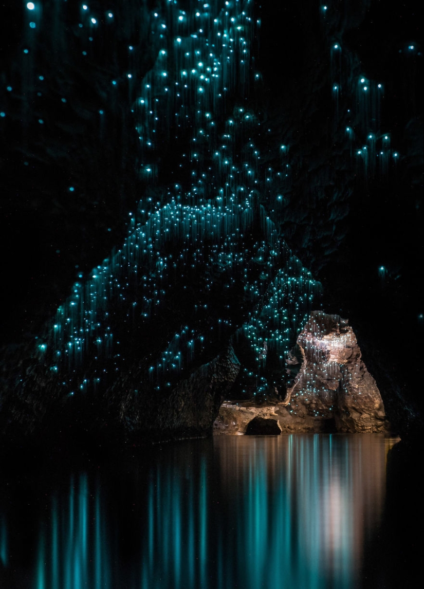 Photographer took a starry sky of fireflies in a New Zealand cave Photographer took a starry sky of fireflies in a New Zealand cave