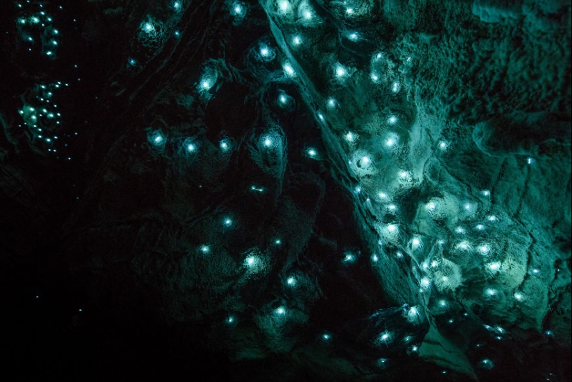 Photographer took a starry sky of fireflies in a New Zealand cave Photographer took a starry sky of fireflies in a New Zealand cave