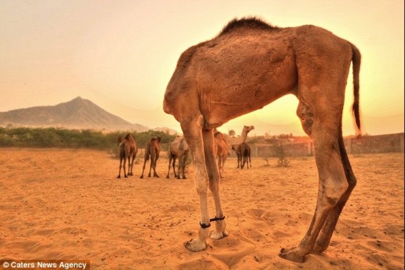 Photographers accidentally make mutants out of wild animals