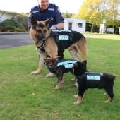 Photos of puppies on their first day on duty