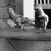 Pigeons cyborgs