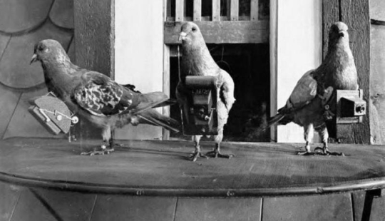 Pigeons cyborgs