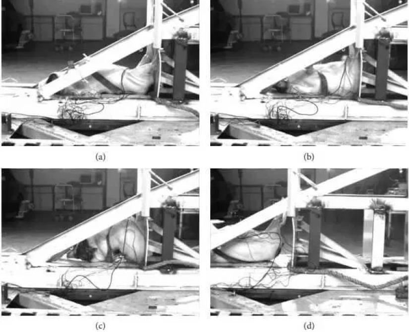 Pigs and dogs are used in crash tests in China Pigs and dogs are used in crash tests in China