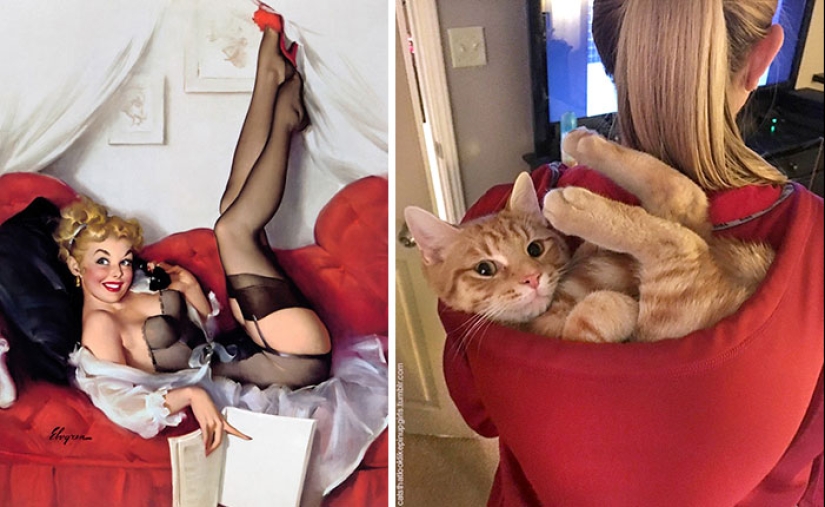 Pin-up-Girls vs cats in the fight for your love