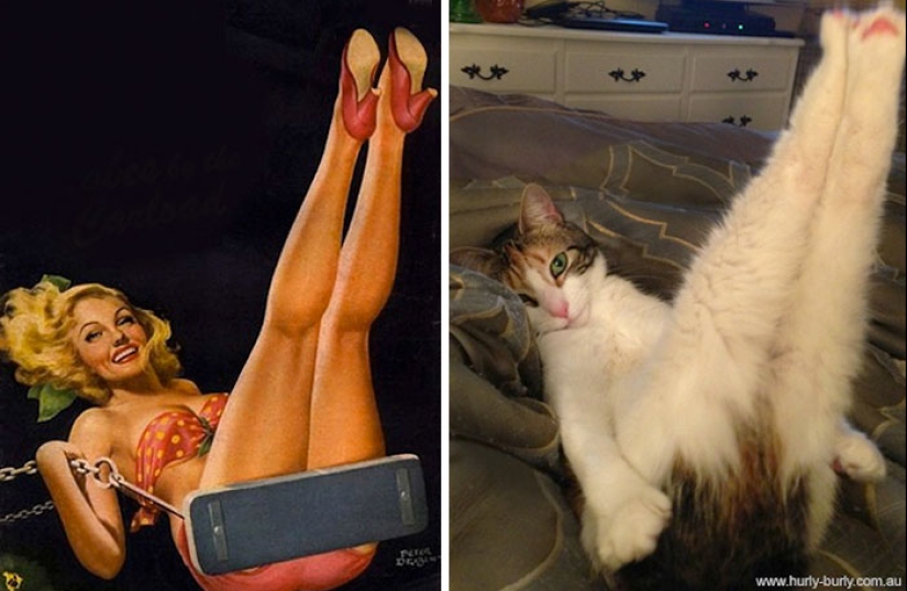 Pin-up-Girls vs cats in the fight for your love