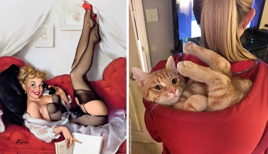 Pin-up-Girls vs cats in the fight for your love